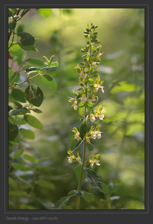 Teucrium flavum L. - Camedrio doppio