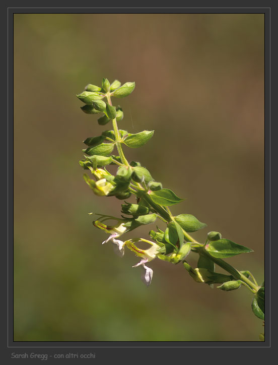 Teucrium flavum L. - Camedrio doppio
