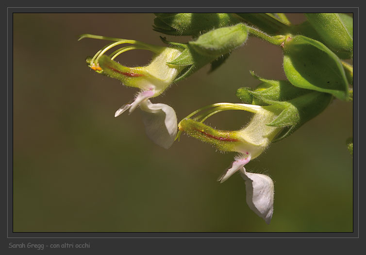 Teucrium flavum L. - Camedrio doppio