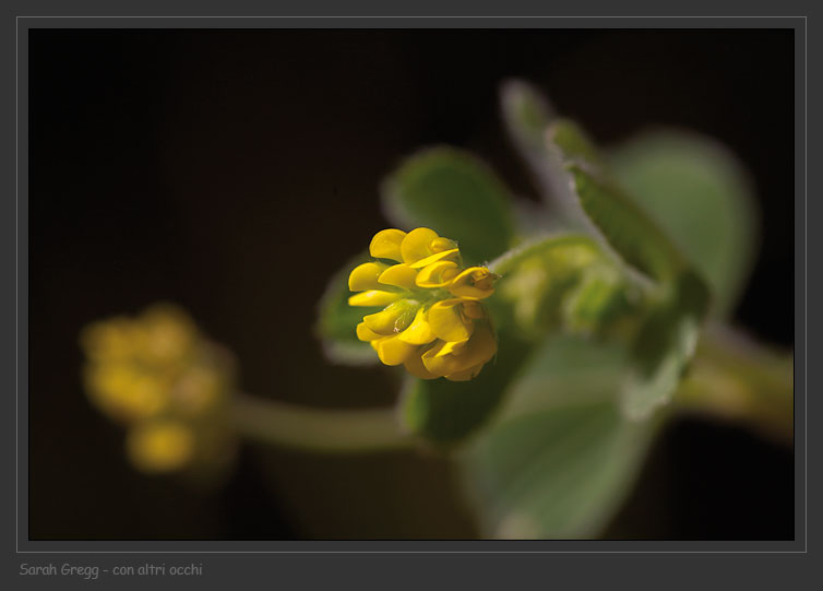 Medicago lupulina / Lupolina