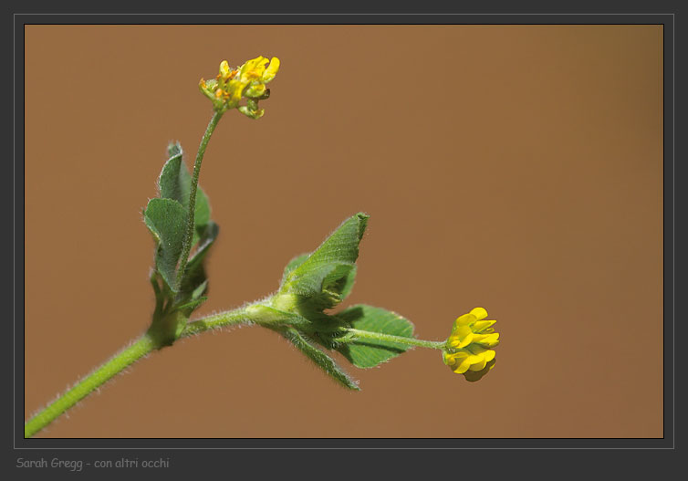 Medicago lupulina / Lupolina
