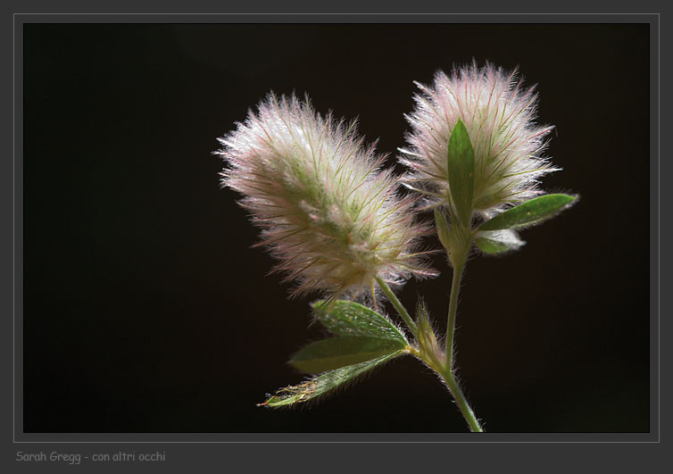 Trifolium arvense / Trifoglio arvense