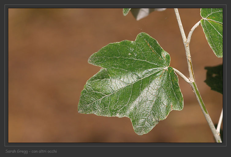 Populus alba / Pioppo bianco