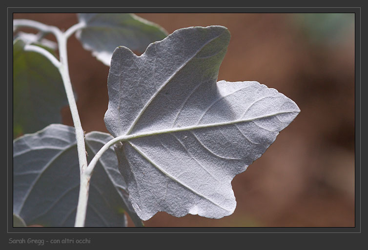 Populus alba / Pioppo bianco