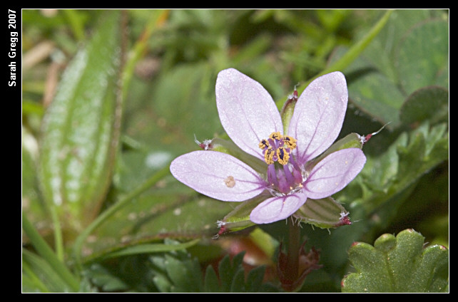 Erodium botrys ed E. cfr. acaule