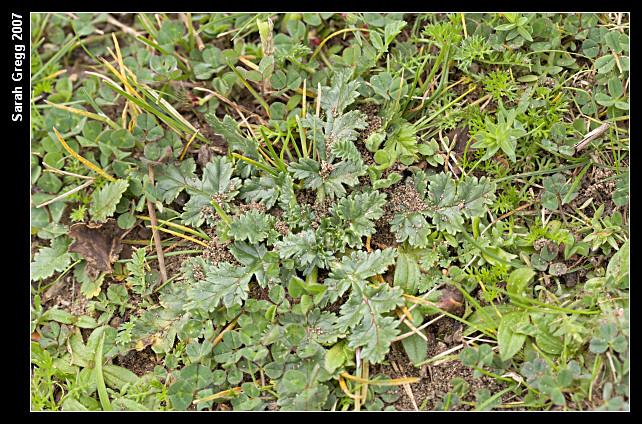 Erodium botrys ed E. cfr. acaule