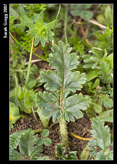 Erodium botrys ed E. cfr. acaule