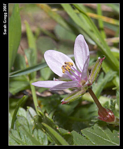Erodium botrys ed E. cfr. acaule