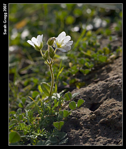 Cerastium arvense?