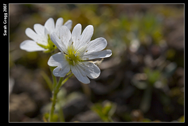 Cerastium arvense?