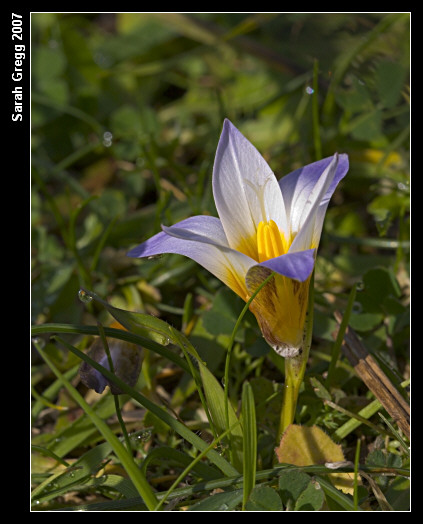 Romulea bulbocodium / Zafferanetto comune