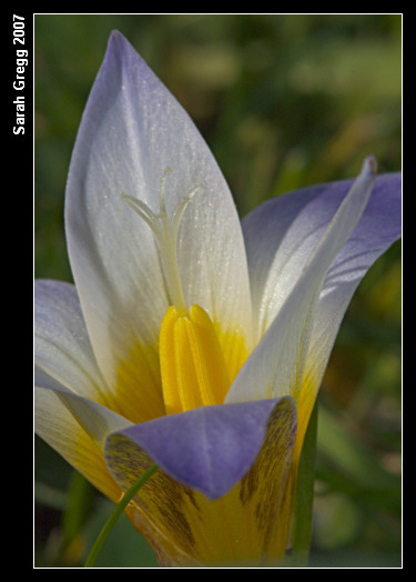 Romulea bulbocodium / Zafferanetto comune