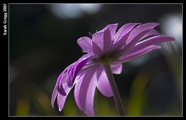 Anemone apennina e Anemone hortensis