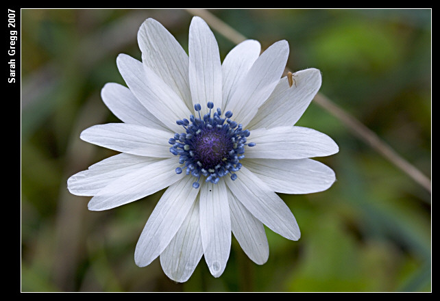 Anemone apennina e Anemone hortensis