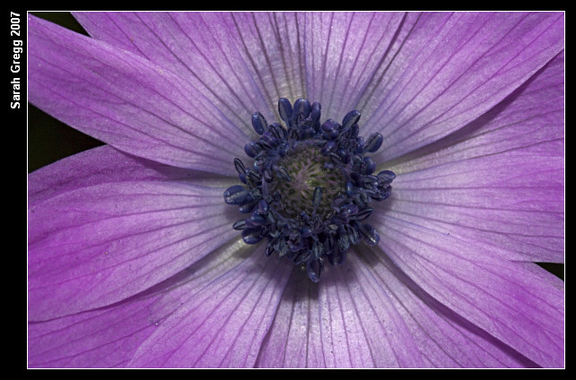 Anemone apennina e Anemone hortensis