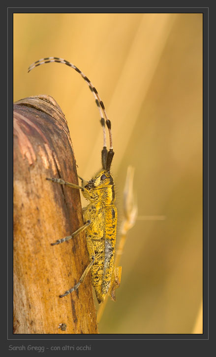 Agapanthia sicula malmerendii (Cerambycidae)