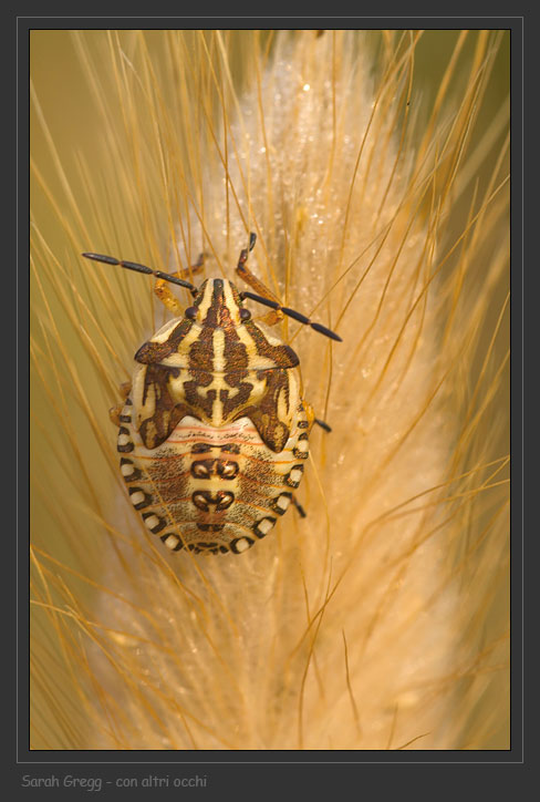 Due eterotteri baby in posa