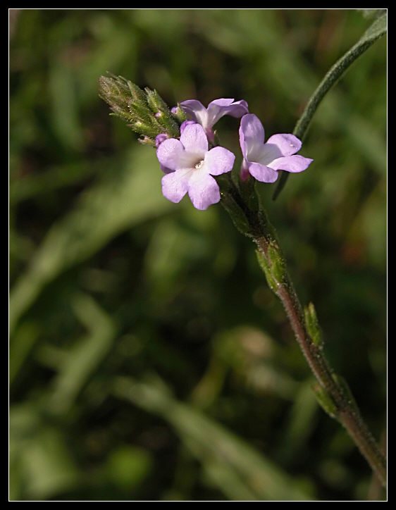 Verbena officinalis / Verbena comune