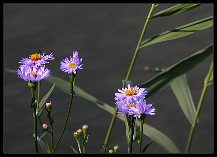 Symphyotrichum novi-belgii / Astro americano