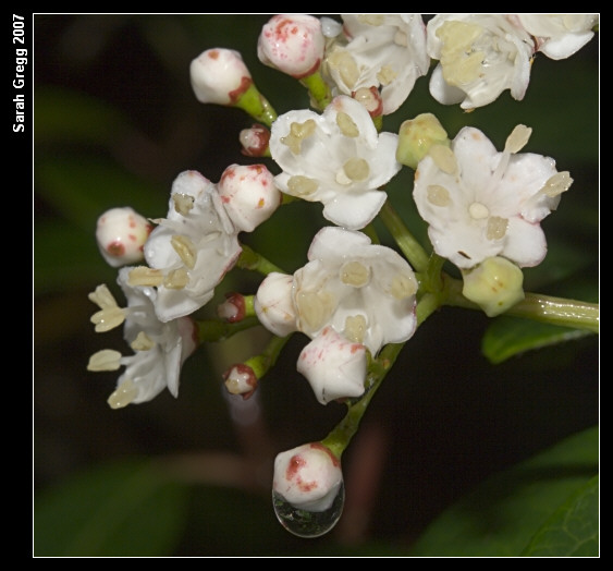 Viburnum lantana & Viburnum tinus