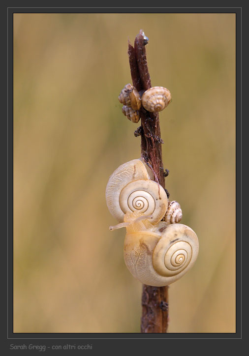 Una lumaca illuminata... Monacha carthusiana?