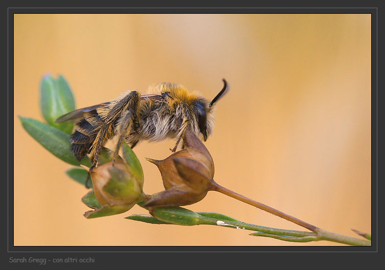 Imenottero barbuto:  Apidae Melittinae