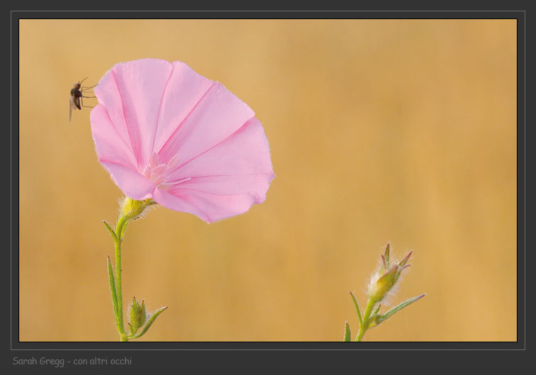 Convolvulus cantabrica / Vilucchio bicchierino