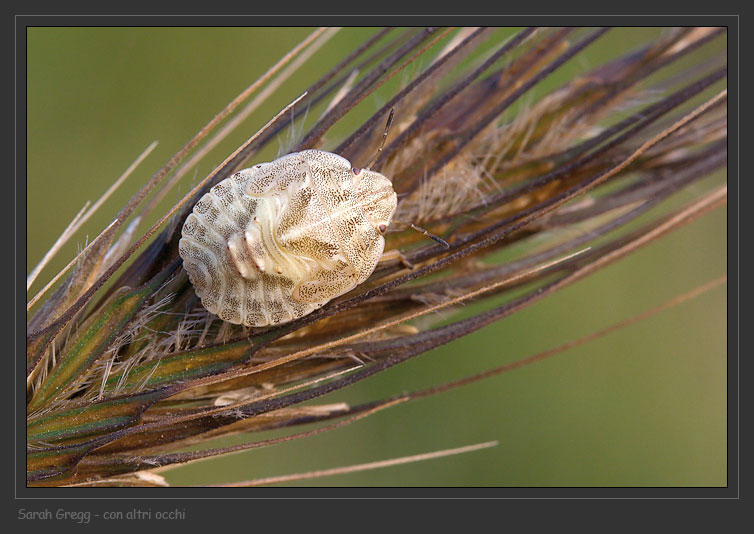 Due eterotteri baby in posa