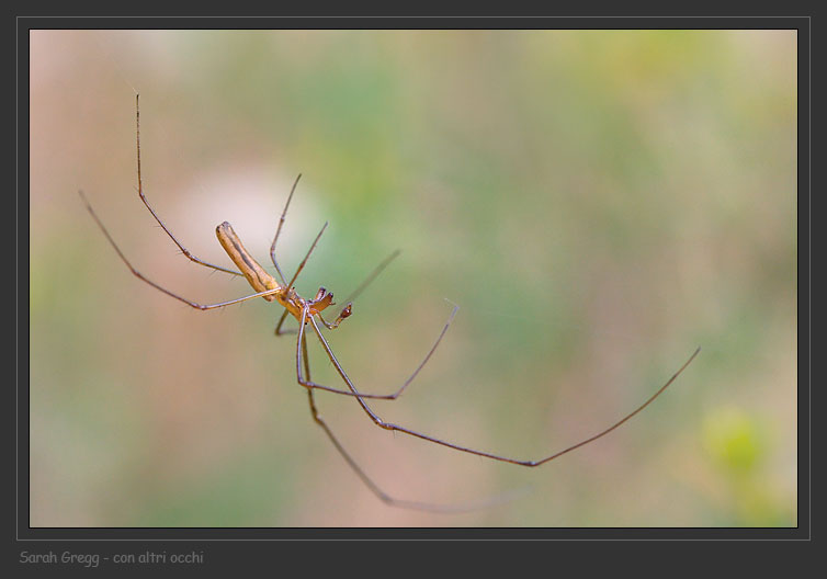 Tetragnatha sp.