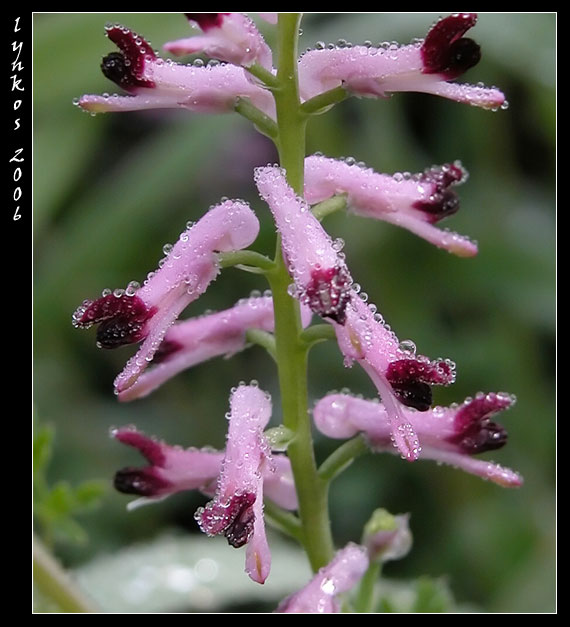 Fumaria officinalis cercasi