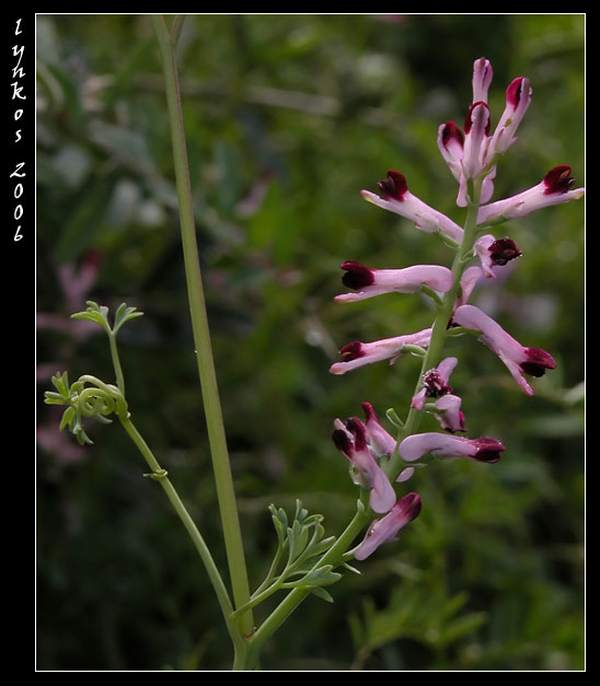 Fumaria officinalis cercasi