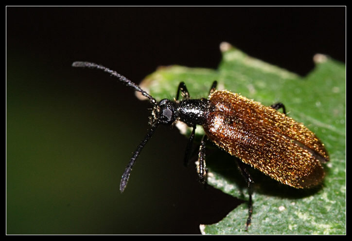 Lagria sp.
