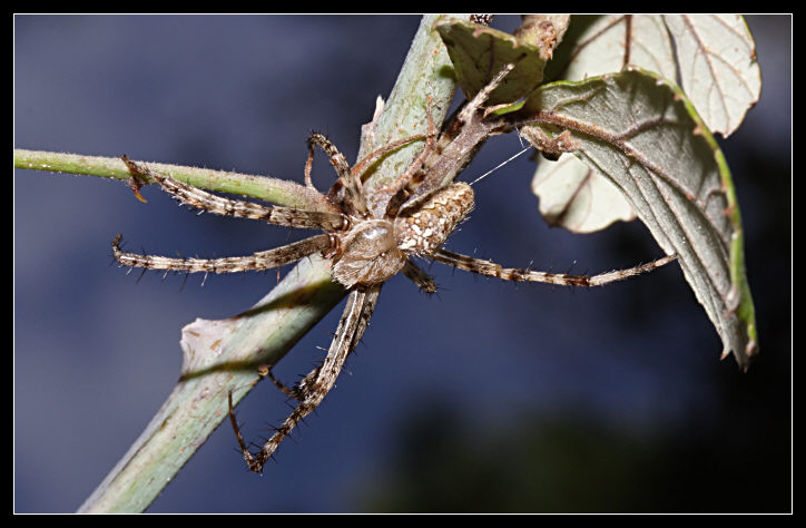 Araneus diadematus maschio