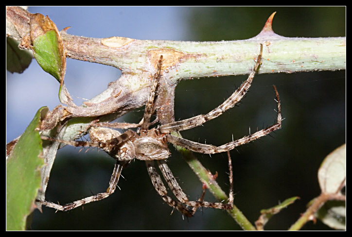 Araneus diadematus maschio