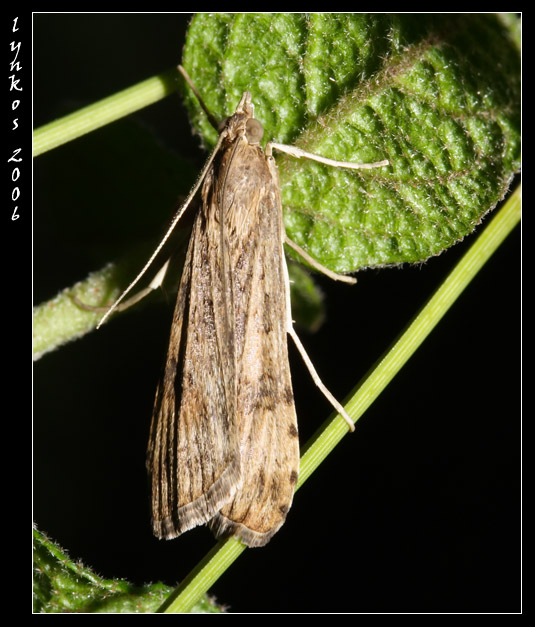 Falena del sottobosco Nomophila noctuella