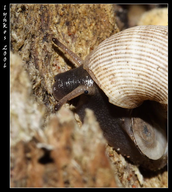 Chioccola mangia-fungo Pomatias elegans