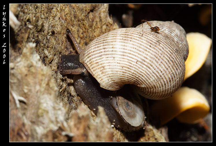 Chioccola mangia-fungo Pomatias elegans