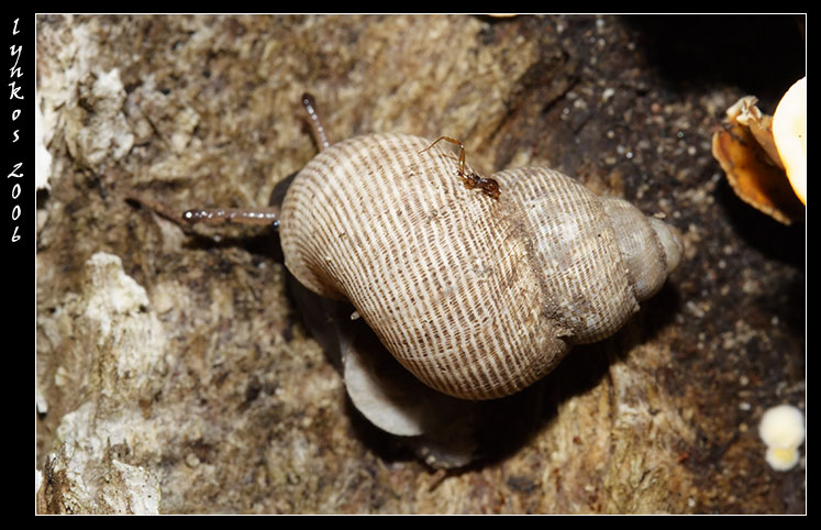 Chioccola mangia-fungo Pomatias elegans