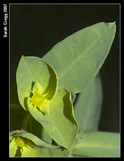 Euphorbia terracina / Euforbia di Terracina