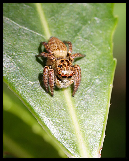 Salticidae dorato