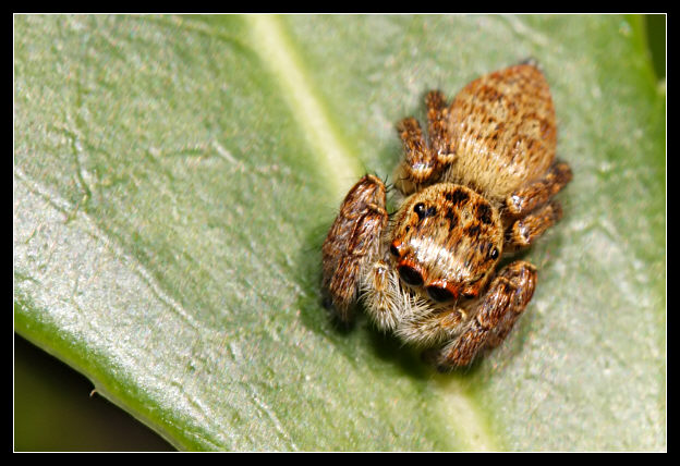 Salticidae dorato