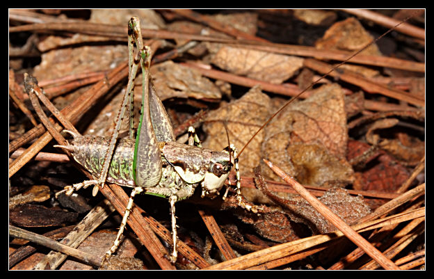 Un regalo per Carmine: Rhacocleis sp. (Tettigoniidae)