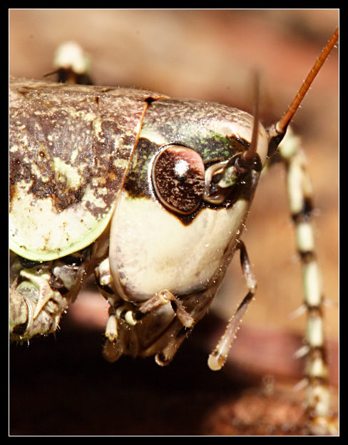 Un regalo per Carmine: Rhacocleis sp. (Tettigoniidae)