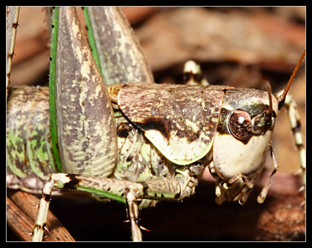 Un regalo per Carmine: Rhacocleis sp. (Tettigoniidae)