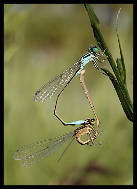 Acrobazie... quale Coenagriidae? Ischnura elegans