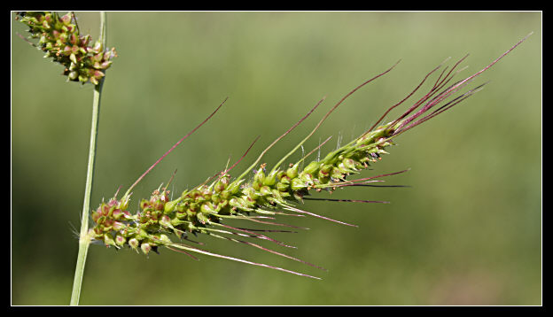 Echinochloa crus-galli / Giavone comune
