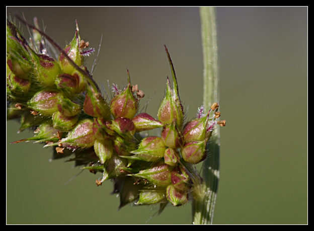 Echinochloa crus-galli / Giavone comune
