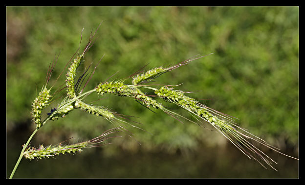 Echinochloa crus-galli / Giavone comune