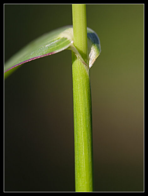 Echinochloa crus-galli / Giavone comune