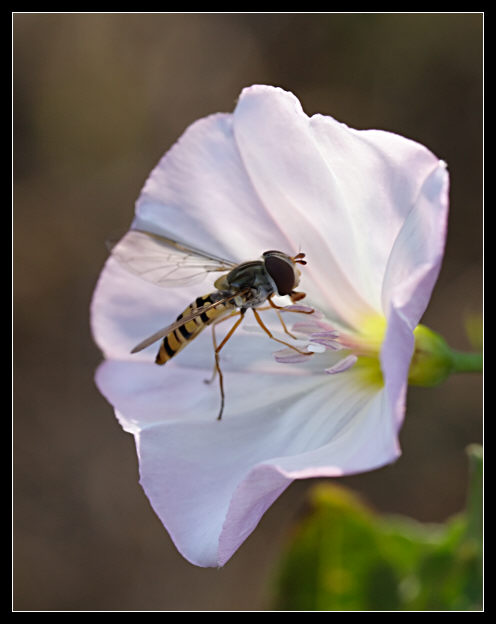 Convolvulus arvensis / Vilucchio comune